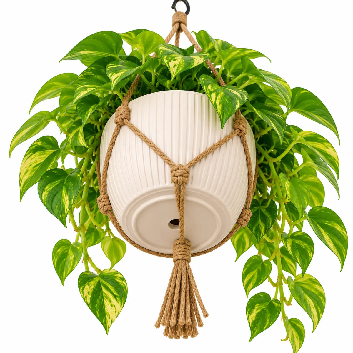 Leafzen Hanging Variegated Pothos Plant with Rope Hanger