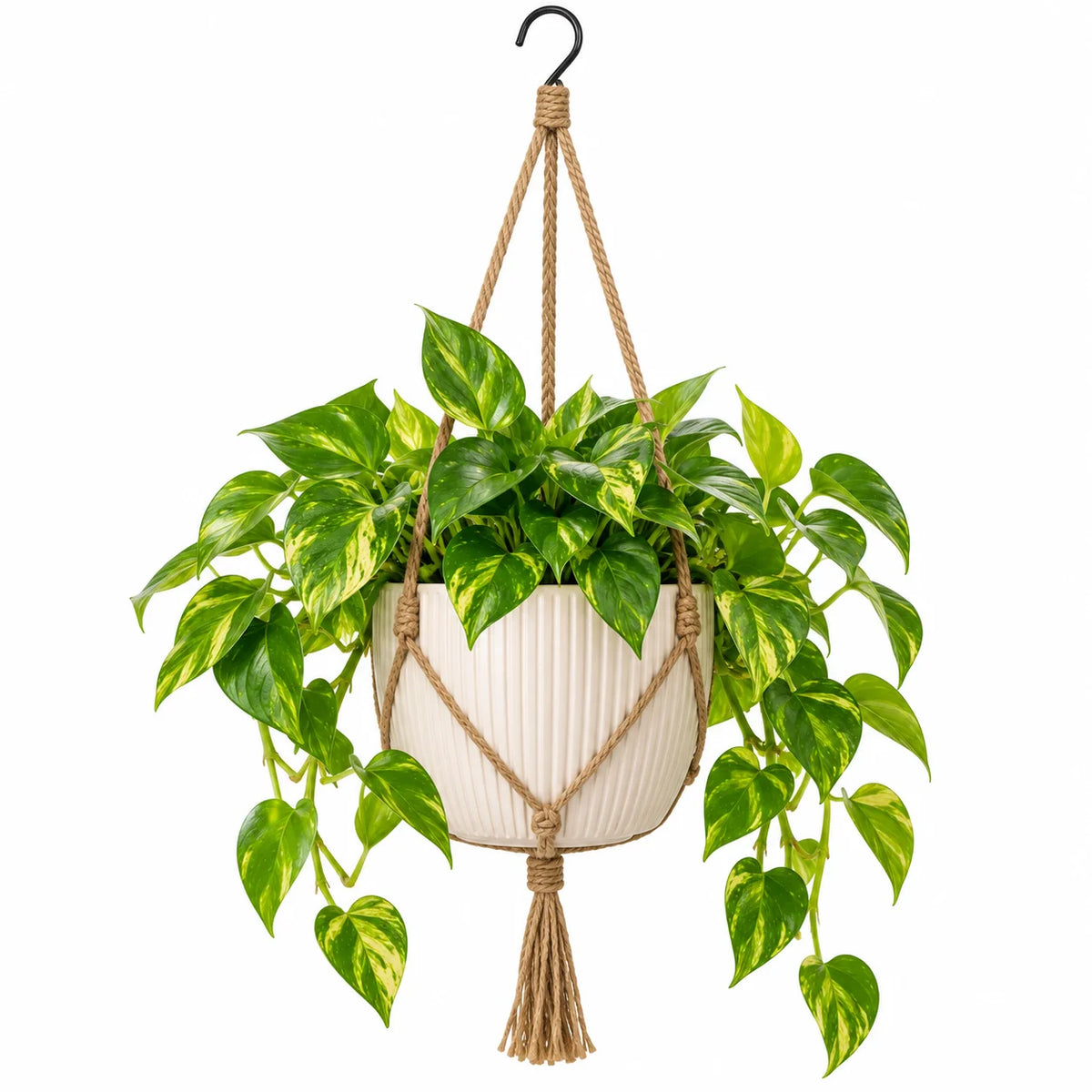Leafzen Hanging Variegated Pothos Plant with Rope Hanger