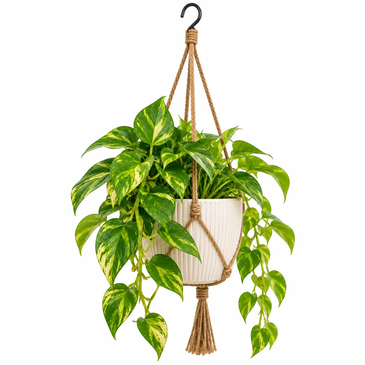 Leafzen Hanging Variegated Pothos Plant with Rope Hanger