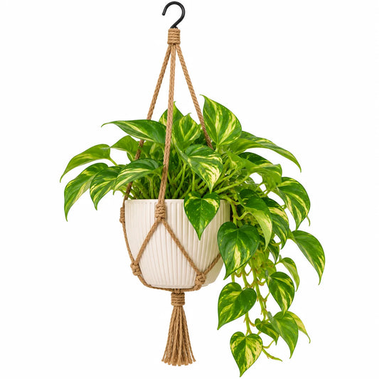 Leafzen Hanging Variegated Pothos Plant with Rope Hanger