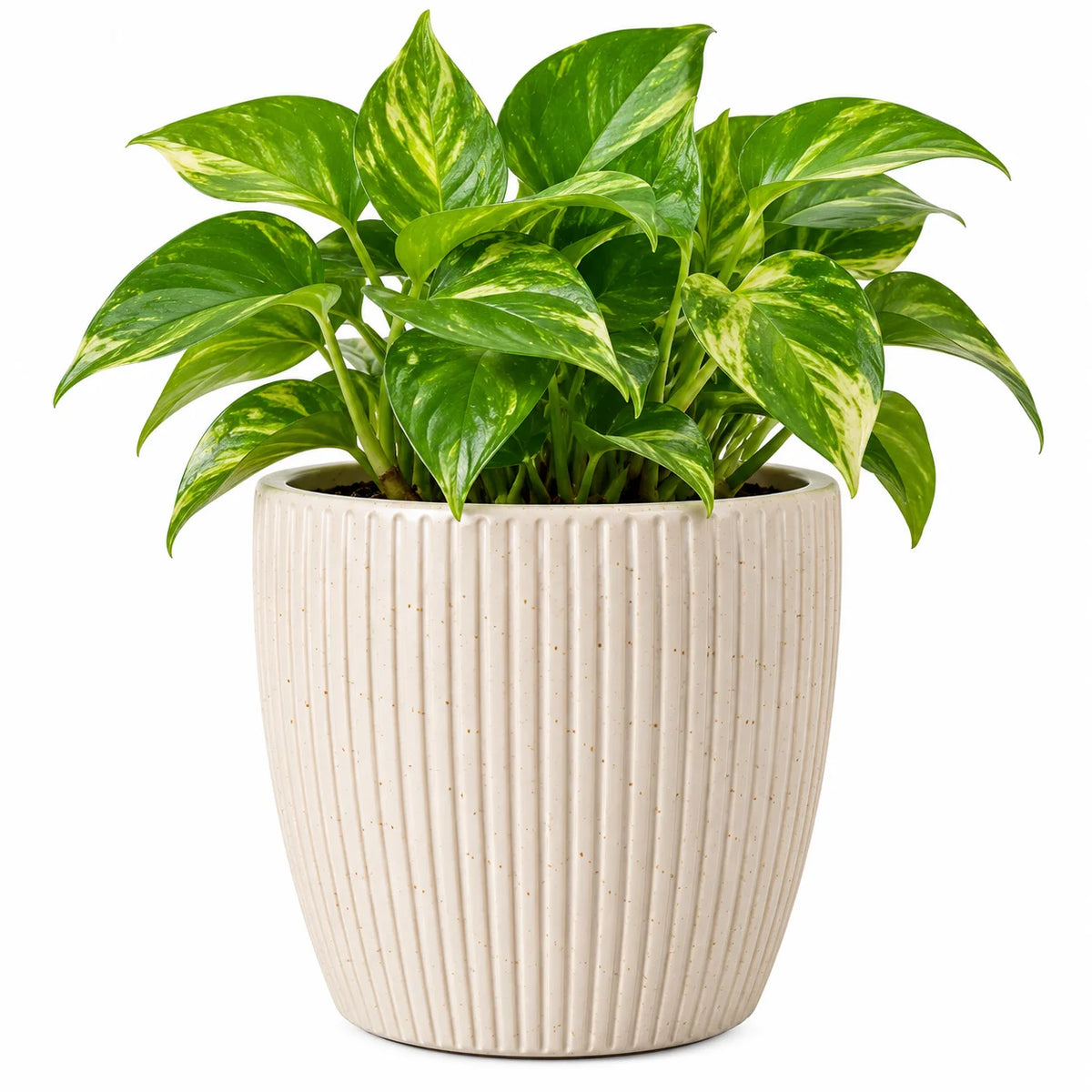 Leafzen Variegated Pothos in Ceramic Planter