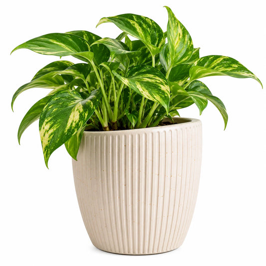 Leafzen Variegated Pothos in Ceramic Planter