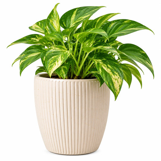 Leafzen Variegated Pothos in Ceramic Planter