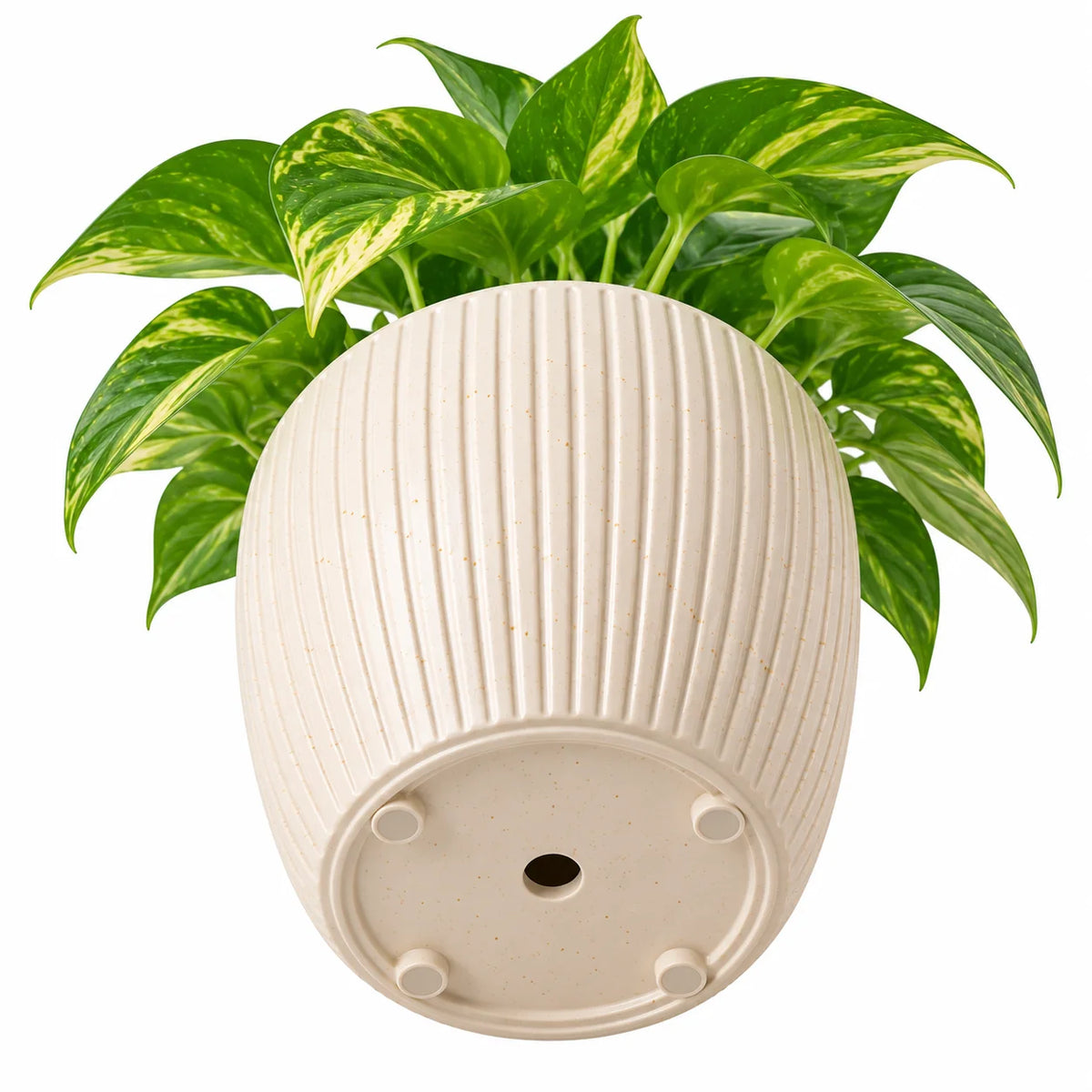 Leafzen Variegated Pothos in Ceramic Planter